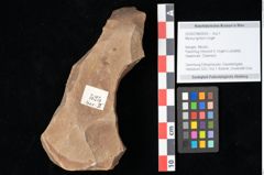Foto (Objekt + Etikett) von Myrica lignitum Unger (NHMW-GEO-2024-0188-0525)